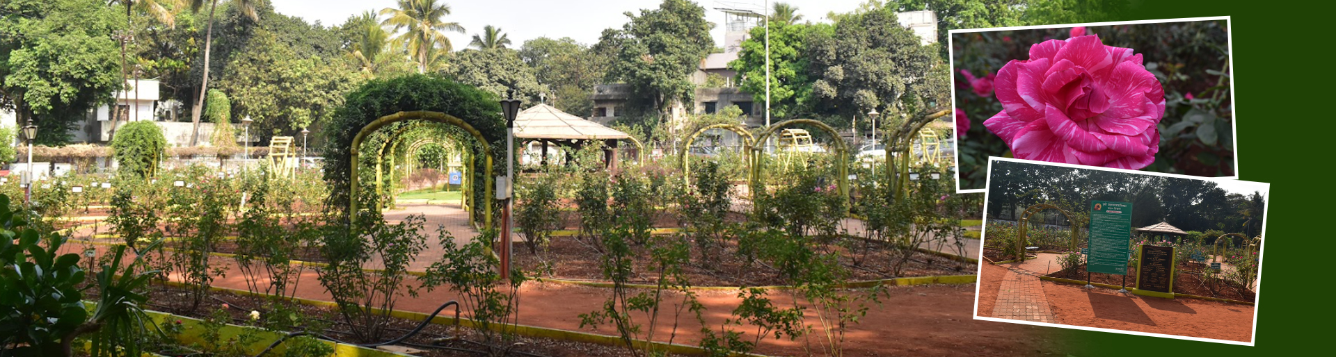 Late Jayantrao Tilak Rose Garden